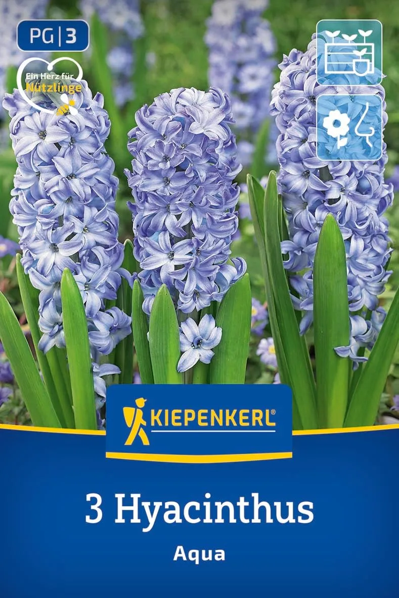 kiepenkerl-hyazinthe-aqua-2600000-blumenzwiebeln image 1