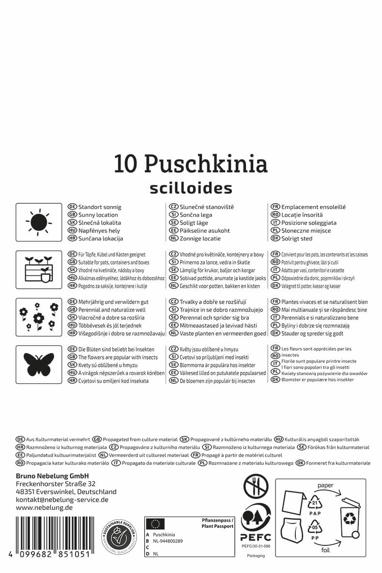kiepenkerl-puschkinie-2775024-blumenzwiebeln-himmelblau-mehrj-hrig image 2