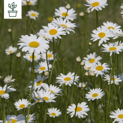 samen-maier-bio-kleine-margerite-leucanthemum-vulgare-im-topf image 3