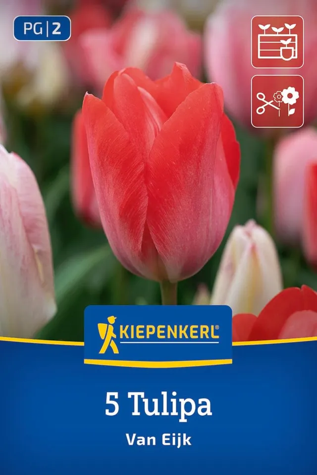 kiepenkerl-darwin-hybrid-tulpe-van-eijk-2000023-rosa-wei-40-50-cm-schnitt-tulpe image 1