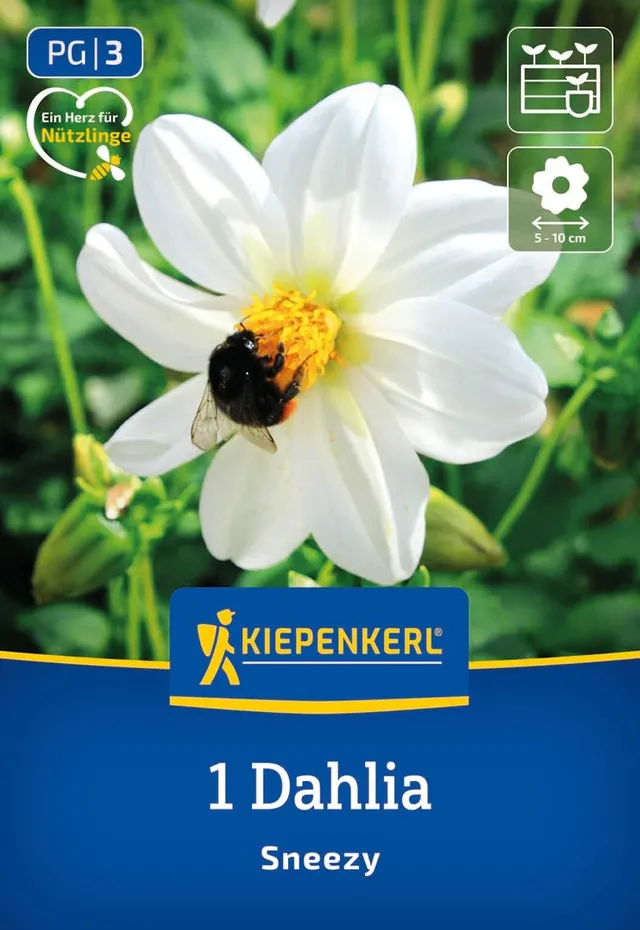 kiepenkerl-dahlie-sneezy-blumenzwiebeln-einfachbl-hend-wei image 1