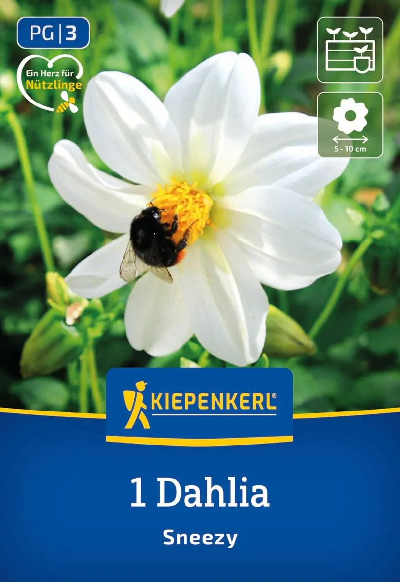 kiepenkerl-dahlie-sneezy-blumenzwiebeln-einfachbl-hend-wei image 1