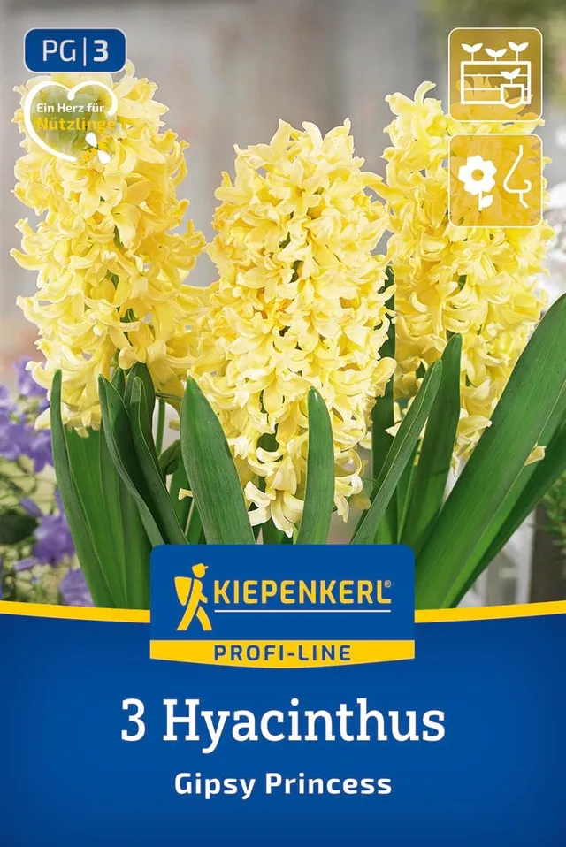 kiepenkerl-profi-line-hyazinthe-gipsy-princess-blumenzwiebeln-gelbe-duft-hyazint image 1