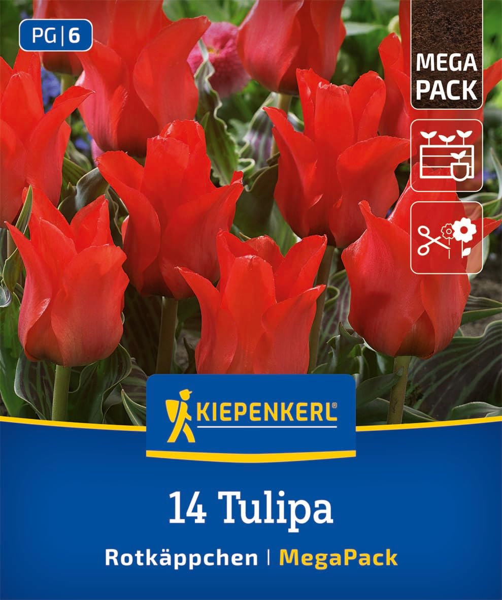 kiepenkerl-mega-pack-greigii-tulpe-rotk-ppchen-blumenzwiebeln-karminrot-30-cm-k- image 1