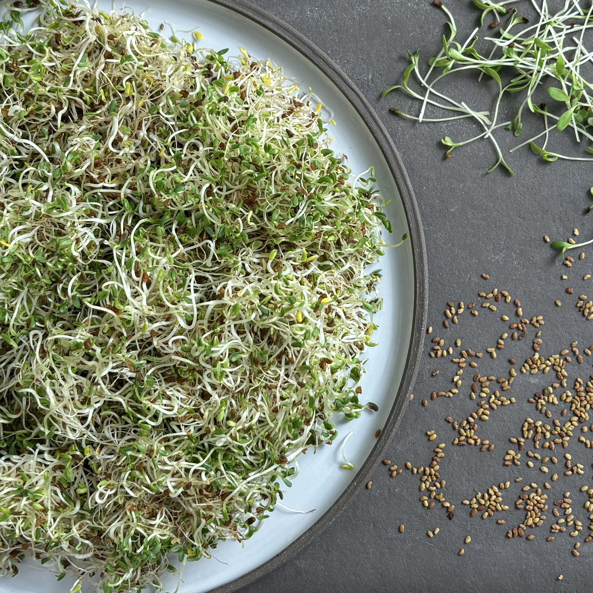 samen-maier-bio-sprossen-alfalfa-luzerne-microgreens-vorteilsmenge image 2