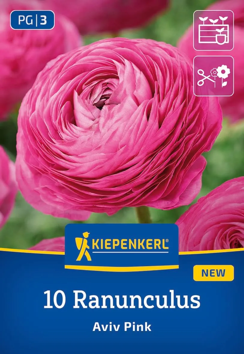 kiepenkerl-ranunkeln-aviv-pink-blumenzwiebeln-rosa-30-40-cm-7-9-cm-bl-te image 1