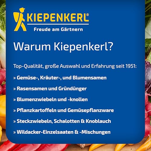 kiepenkerl-elefantenknoblauch-steckzwiebeln-allium-ampeloprasum-f-r-3-pflanzen image 8