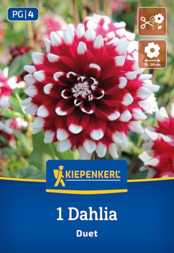 kiepenkerl-dekorative-dahlie-duet-blumenzwiebeln-rot-wei-120-cm image 7