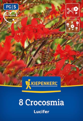 kiepenkerl-crocosmia-lucifer-3675000-blumenzwiebeln-feuerrote-montbretie image 7