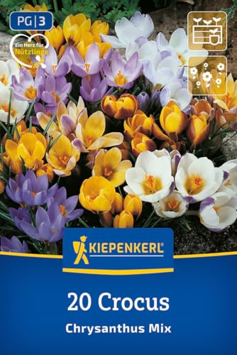 kiepenkerl-botanischer-krokus-mischung-2650005-blumenzwiebeln image 8