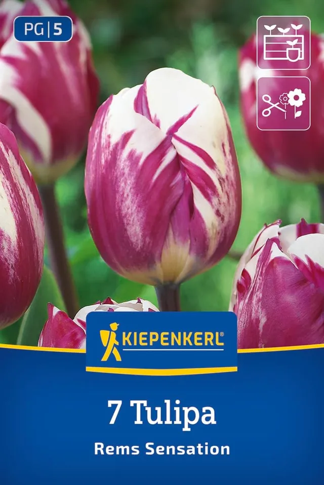 kiepenkerl-triumph-tulpe-rems-sensation-blumenzwiebeln-wei-purpurrot image 1