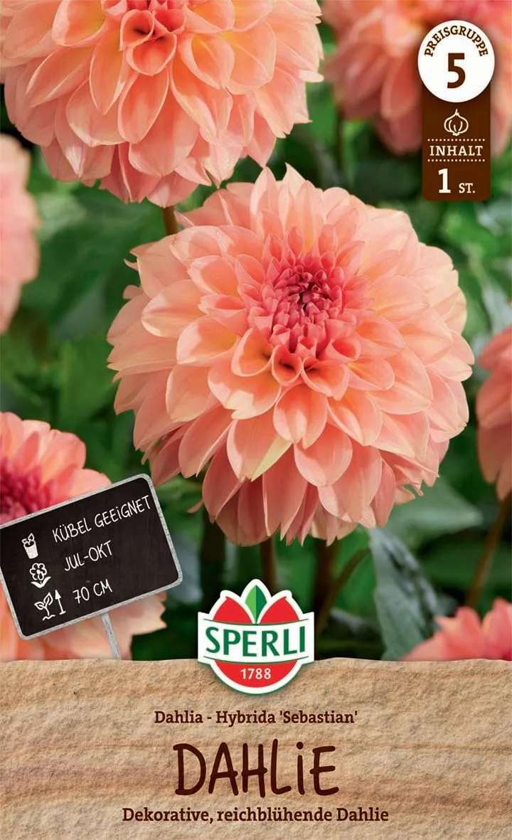 sperli-dahlie-sebastian-blumenzwiebel-dekorativ-dahlie-lachsfarben-gef-llt-ca-70 image 1