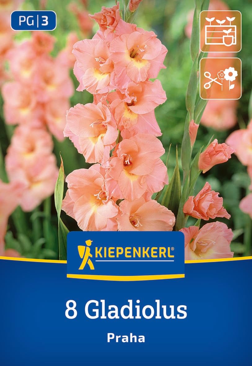 kiepenkerl-gro-blumige-gladiole-praha-3400010-apricot-blumenzwiebeln image 1