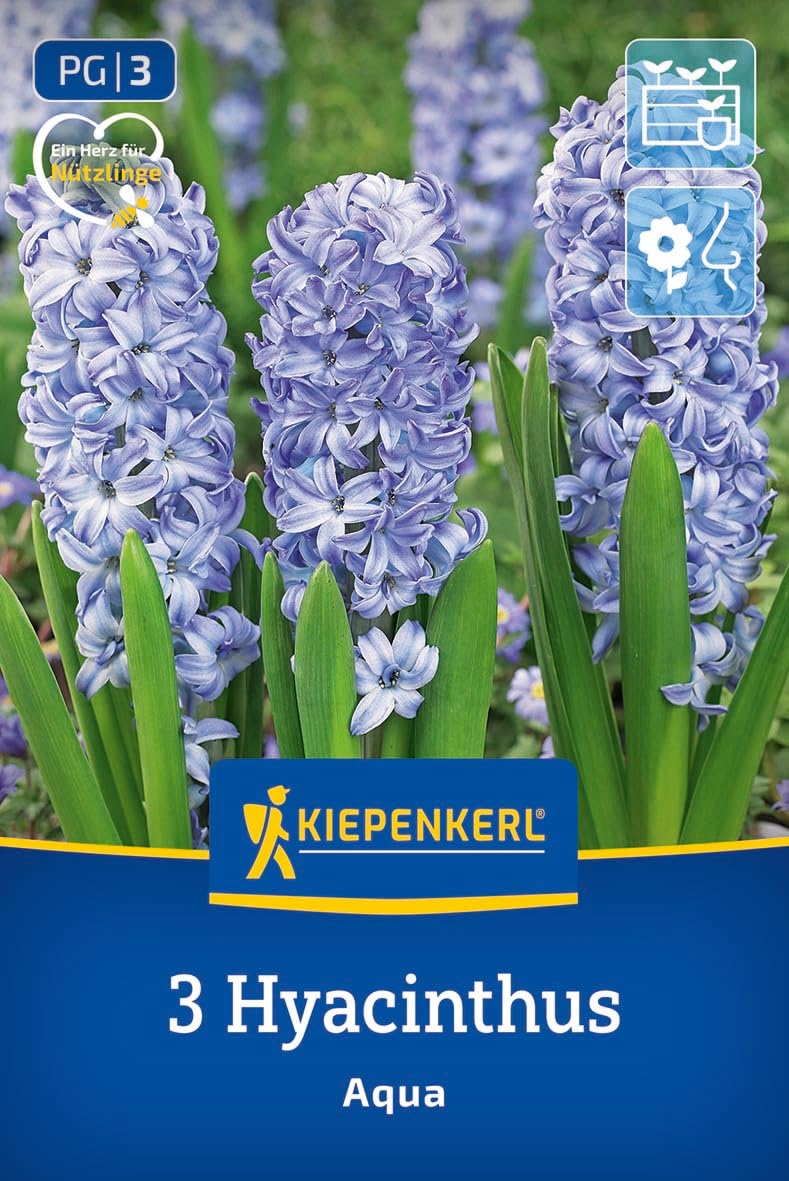 kiepenkerl-hyazinthe-aqua-2600000-blumenzwiebeln image 1