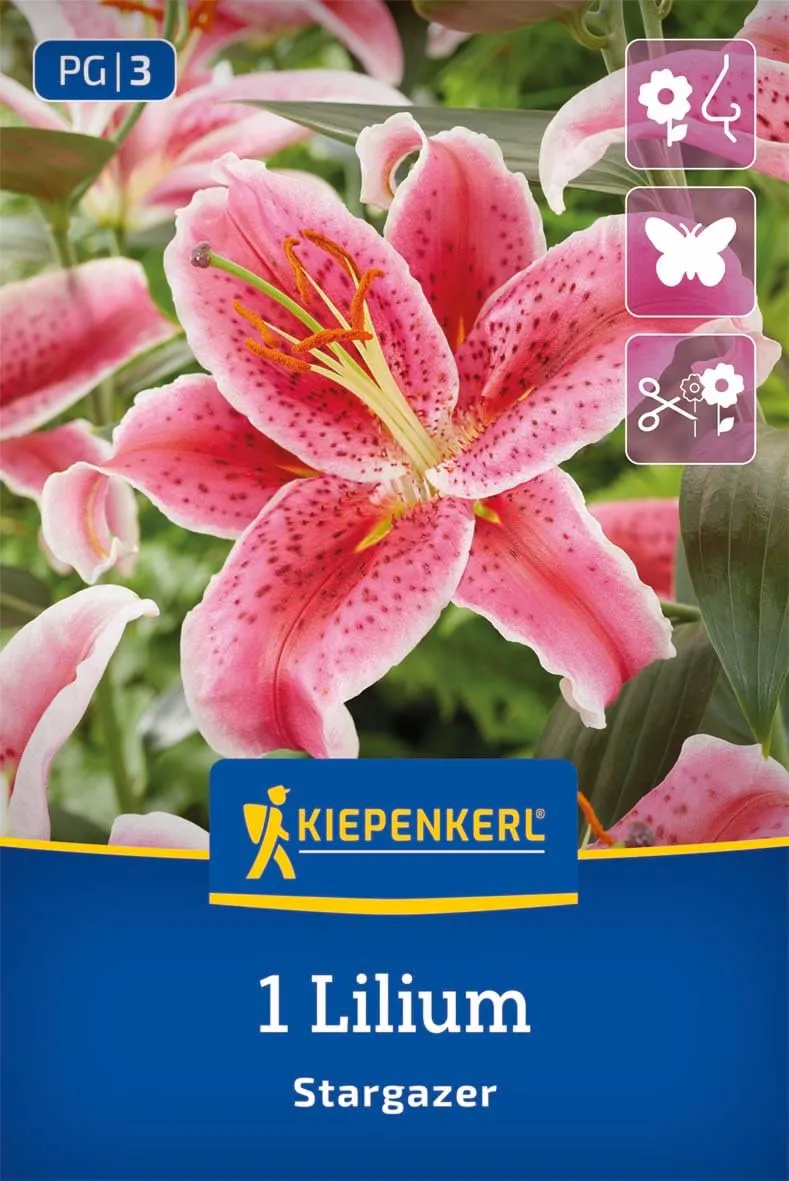 kiepenkerl-oriental-lilie-stargazer-2750001-blumenzwiebeln-rosarot-90-cm image 1