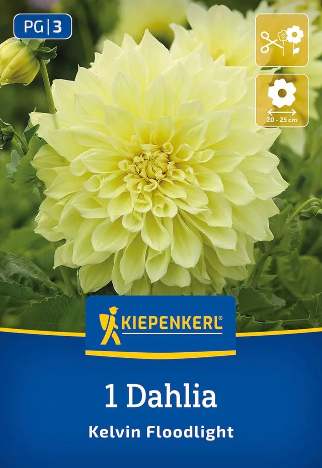 kiepenkerl-riesenbl-ten-dahlie-kelvin-floodlight-blumenzwiebeln image 1