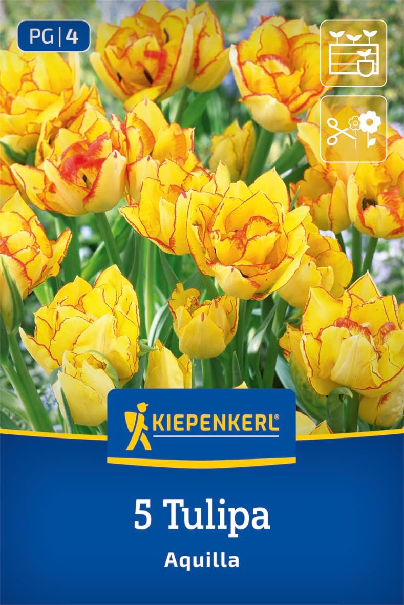 kiepenkerl-mehrbl-tige-tulpe-aquilla-blumenzwiebeln-gelb-mit-rotem-rand-ca-40-cm image 1