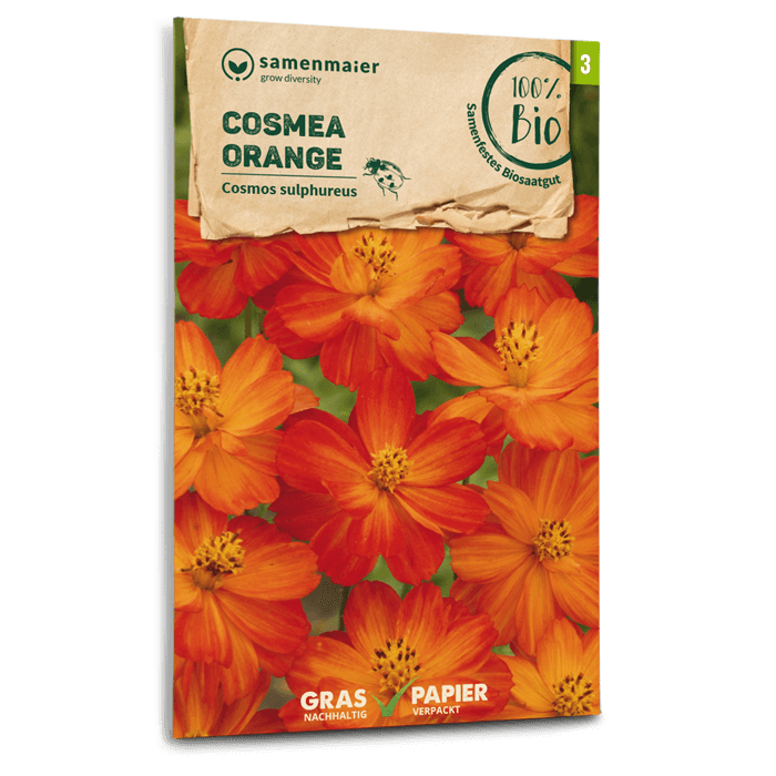 samen-maier-bio-cosmea-orange-blumensamen image 1
