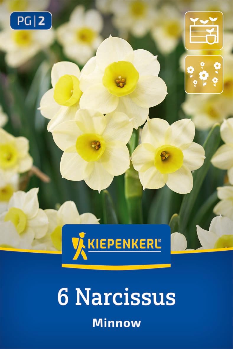 kiepenkerl-tazetten-narzisse-minnow-blumenzwiebeln image 1