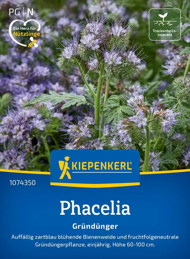 kiepenkerl-phaceliasamen-bienenfreund-1074350-gr-nd-ngungssaat image 1
