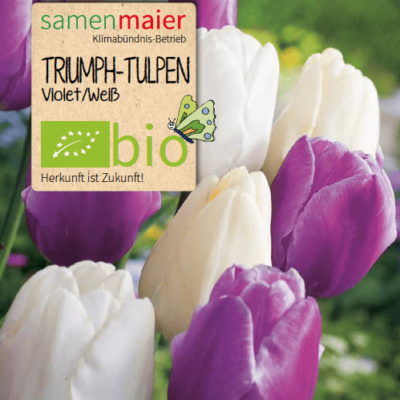 samen-maier-bio-triumph-tulpen-blumenzwiebeln-violett-wei image 2