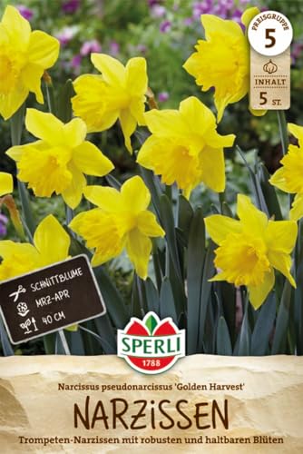 sperli-trompeten-narzisse-golden-harvest-456974-40-cm-f-r-5-pflanzen image 7