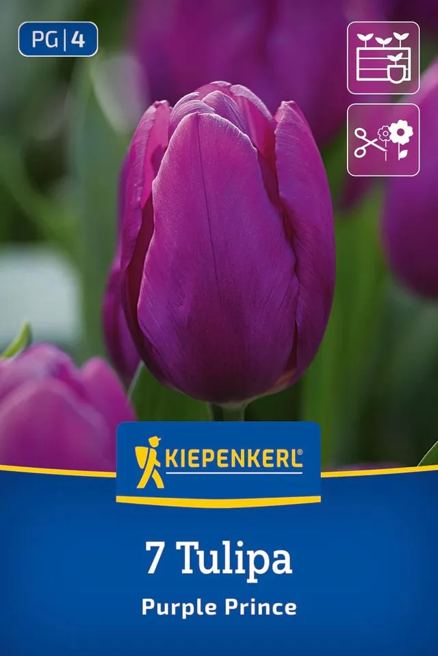 kiepenkerl-einfache-fr-he-tulpe-purple-prince-2000001-blumenzwiebeln-35-cm image 1