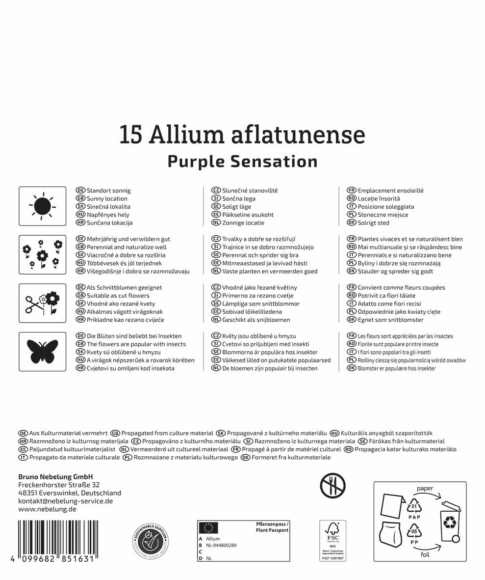 kiepenkerl-mega-pack-zierlauch-purple-sensation-alliumzwiebeln-violett-90-cm image 2