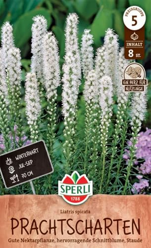 sperli-prachtscharte-wei-263626-winterharte-blumenzwiebeln-f-r-staudenbeet image 3