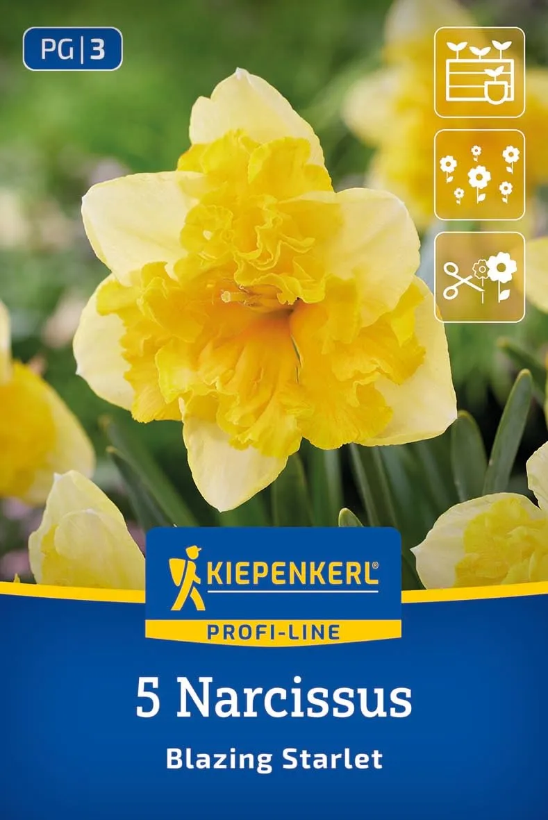 kiepenkerl-schmetterlings-narzisse-blazing-starlet-blumenzwiebeln-gelb-orange image 1