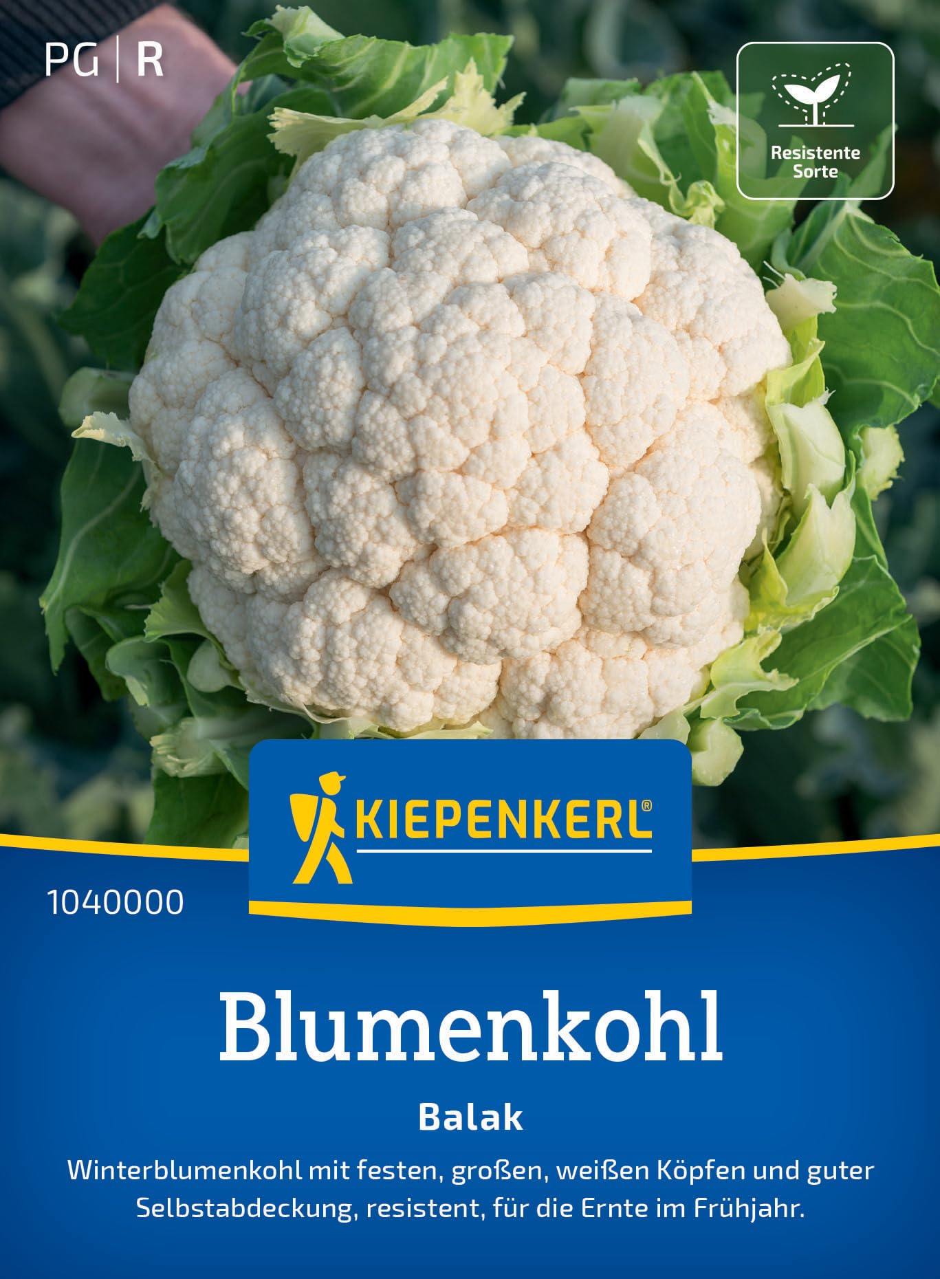 kiepenkerl-blumenkohlsamen-balak-1040000-gem-sesaat-feste-wei-e-k-pfe image 1