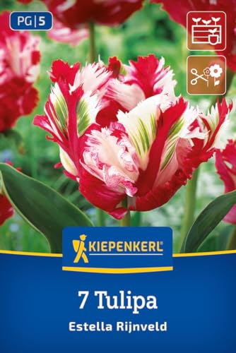 kiepenkerl-papagei-tulpe-estella-rijnveld-wei-rot-bis-50-cm-mai image 8