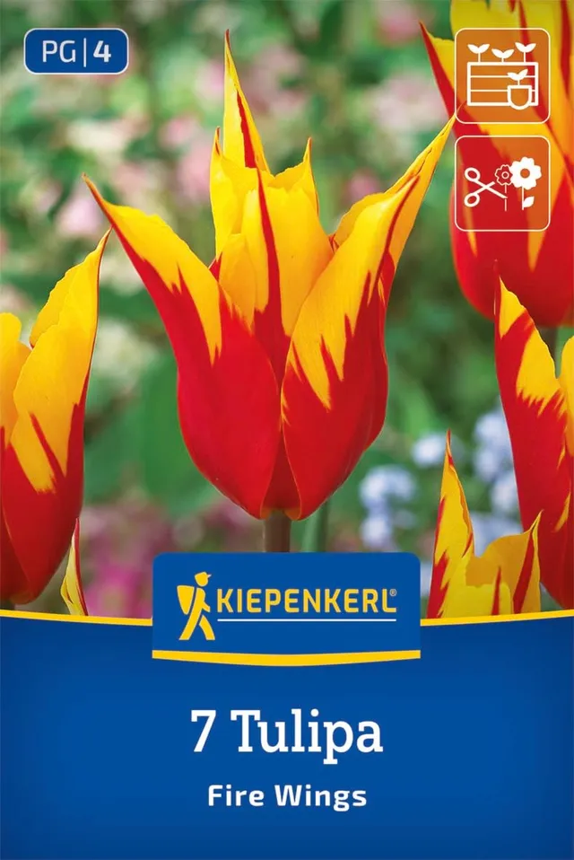 kiepenkerl-lilienbl-tige-tulpe-fire-wings-2000036-blumenzwiebeln image 1