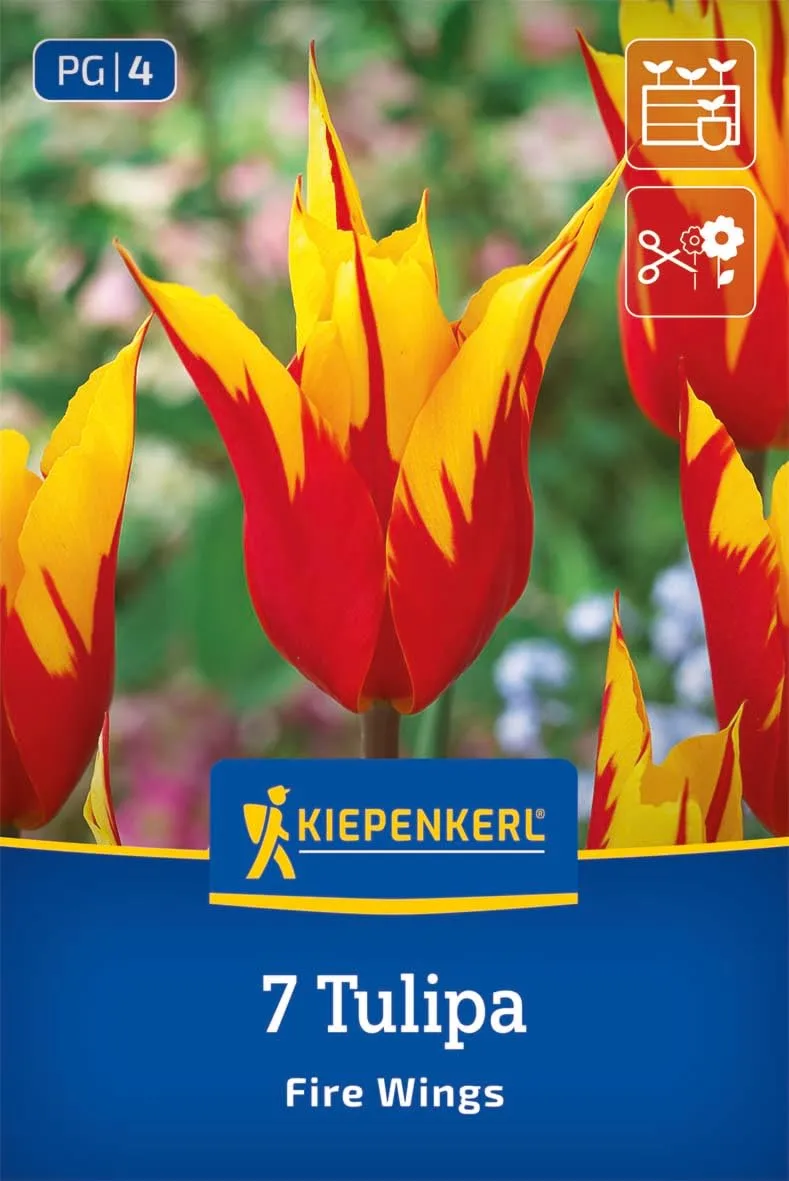 kiepenkerl-lilienbl-tige-tulpe-fire-wings-2000036-blumenzwiebeln image 1