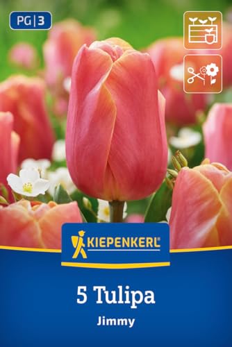 kiepenkerl-triumph-tulpe-jimmy-tulpenzwiebeln-orange-35-cm-schnittfest image 7