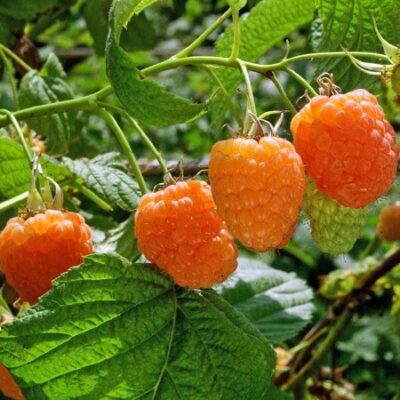 samen-maier-bio-himbeere-valentina-obstpflanze image 2