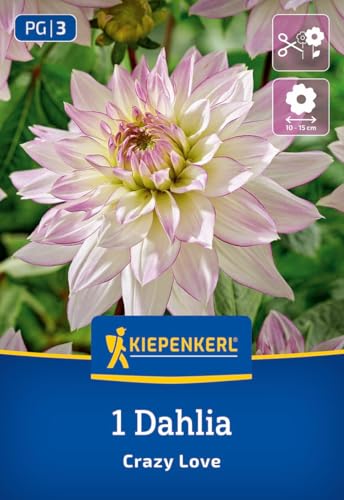 kiepenkerl-dekorative-dahlie-crazy-love-dahlienknollen-wei-rosa-gef-llt-100-cm image 7