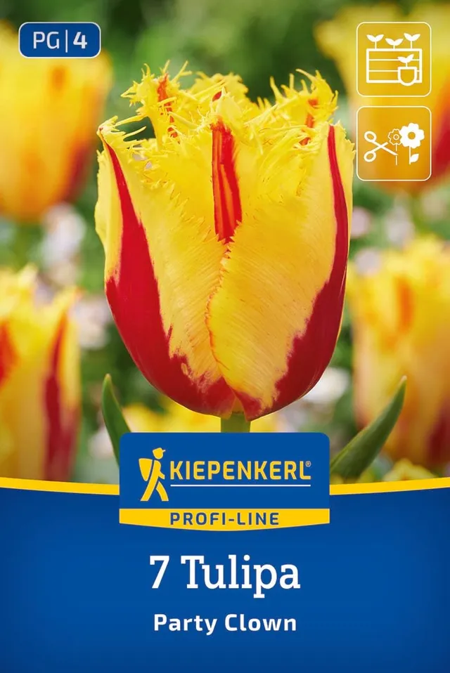 kiepenkerl-profi-line-gefranste-tulpe-party-clown-blumenzwiebeln-gelb-rot-40-cm image 1