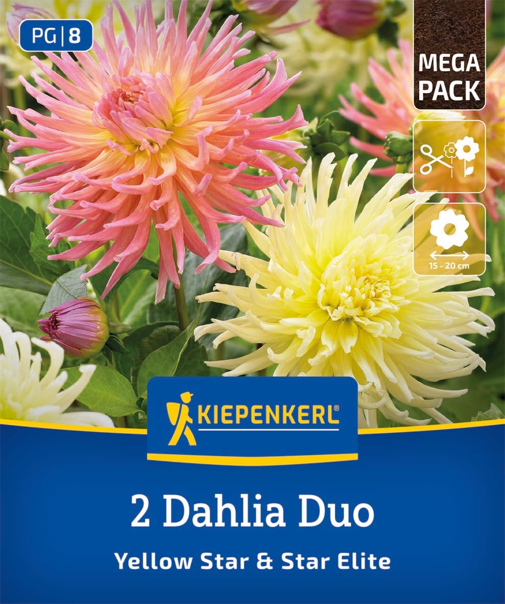 kiepenkerl-dahlien-duo-yellow-star-star-elite-3825008-blumenzwiebeln-gelb-lachsr image 1