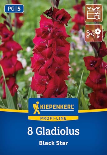 kiepenkerl-profi-line-gladiole-black-star-blumenzwiebeln-samtig-dunkelrot-100-12 image 7