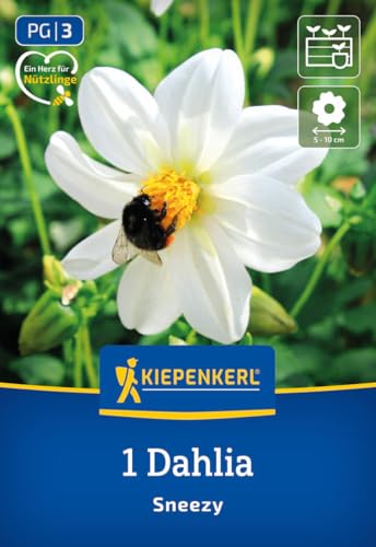 kiepenkerl-dahlie-sneezy-blumenzwiebeln-einfachbl-hend-wei image 7
