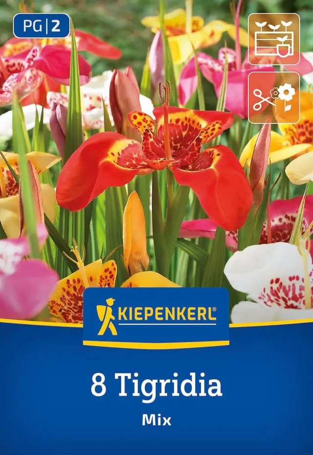 kiepenkerl-tigerblume-mischung-3675019-blumenzwiebeln-bunt image 1