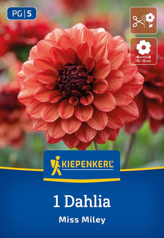 kiepenkerl-dekorative-dahlie-miss-miley-orangerot-brombeerfarbene-schmuckdahlie- image 1