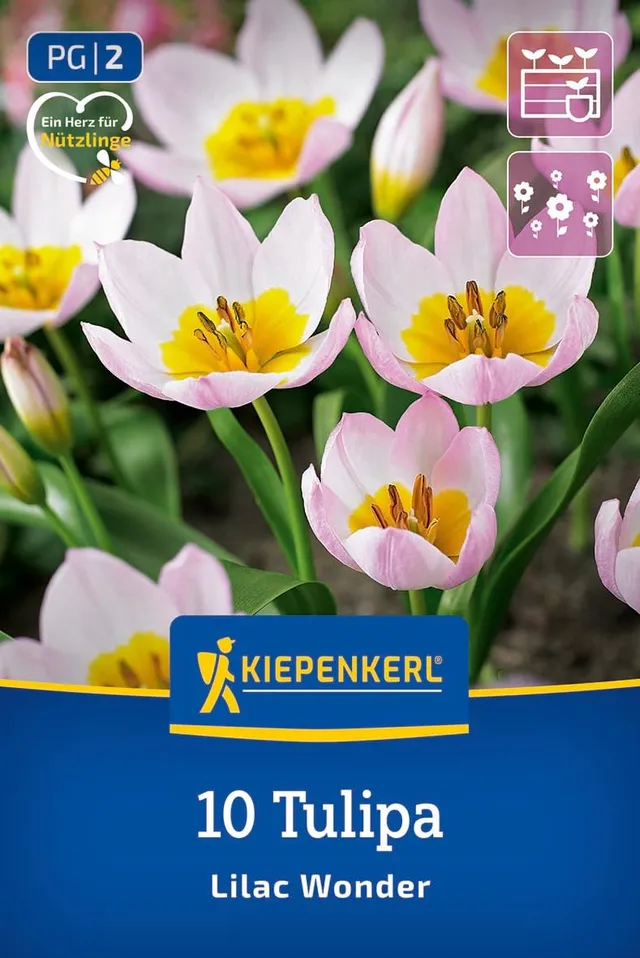kiepenkerl-wildtulpe-lilac-wonder-blumenzwiebeln-lilarosa-gelb-15-cm-verwildernd image 1