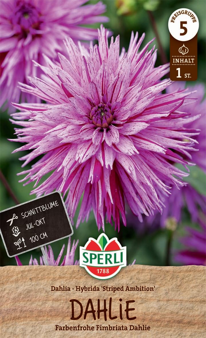 sperli-dahlie-striped-ambition-fimbriata-rosa-purpur-100-cm image 1