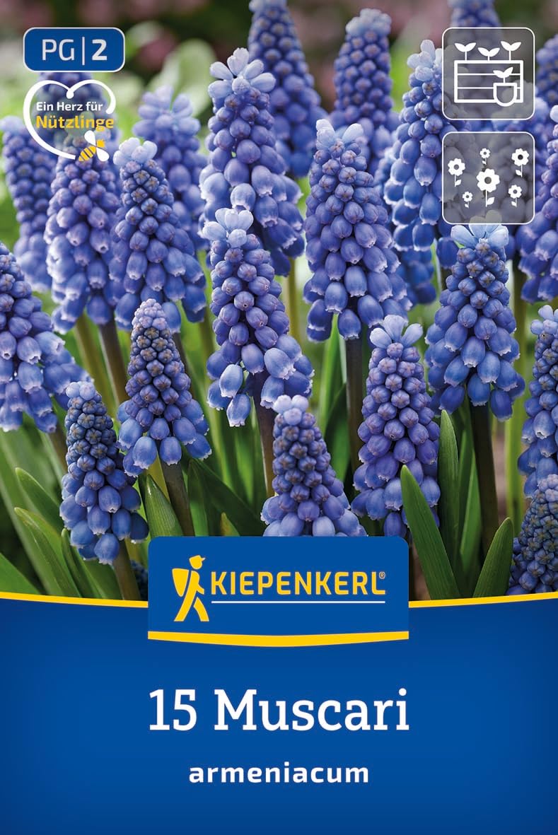 kiepenkerl-2775023-armenische-traubenhyazinthe-blumenzwiebeln-kobaltblau image 1