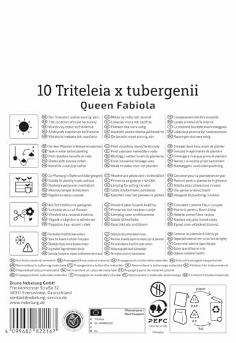 kiepenkerl-fr-hlingsstern-queen-fabiola-blumenzwiebeln-blau-mehrj-hrig-k-belgeei image 8