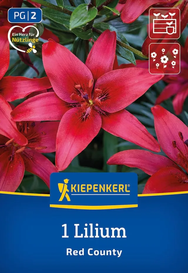 kiepenkerl-asiatische-lilie-red-county-blumenzwiebeln-rot-110-cm image 1