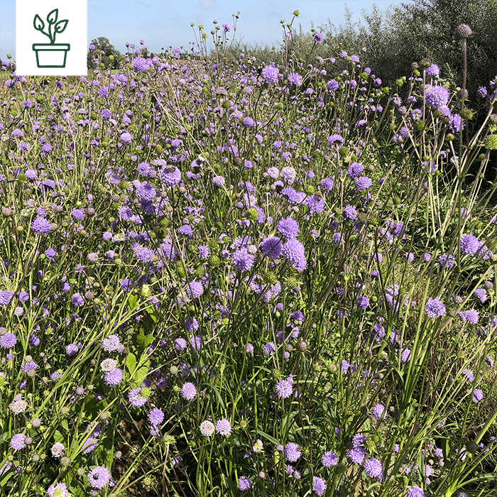 samen-maier-bio-s-dliche-skabiose-scabiosa-triandra-wildblume-im-topf image 1