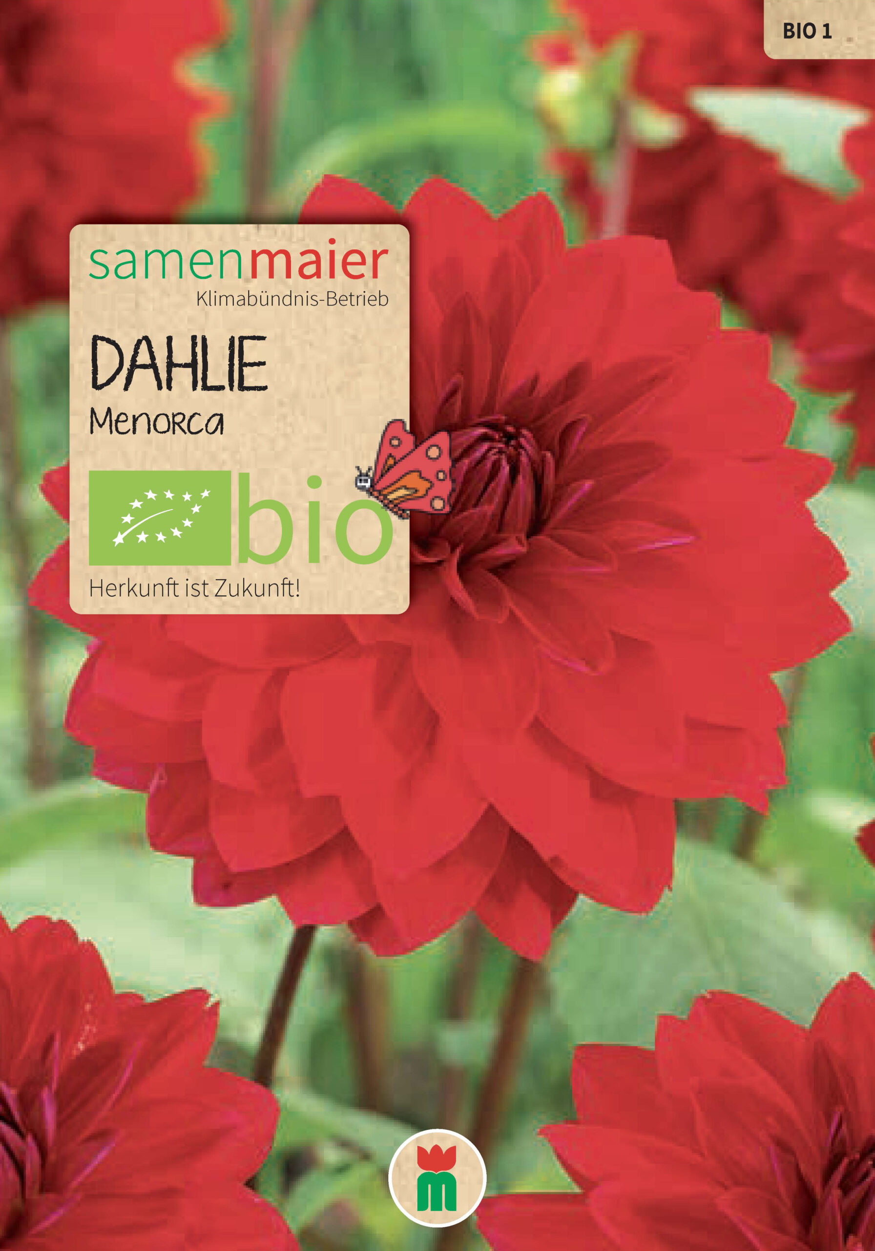 samen-maier-bio-dalija-menorca-saatgut image 1